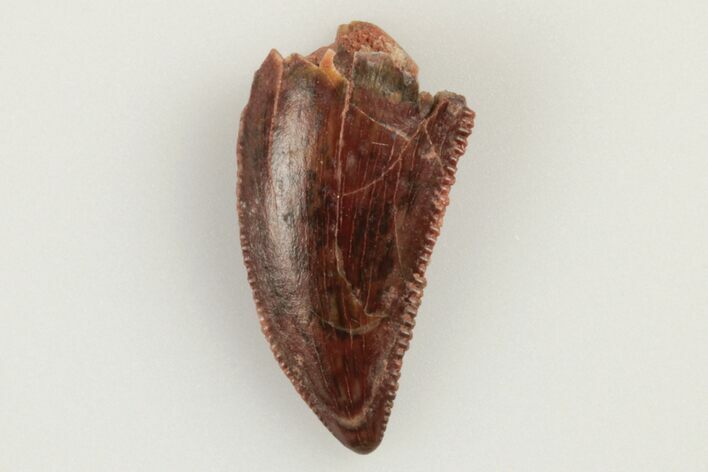 Serrated, Raptor Tooth - Real Dinosaur Tooth #193055